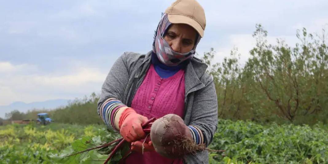 Kırmızı elmasta hasat heyecanı! Lezzeti kadar sağlığa faydası da çok: 40 TL’den kapış kapış satıyor 6